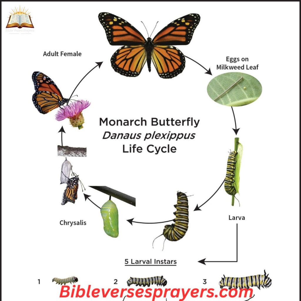 The Lifecycle of a Butterfly